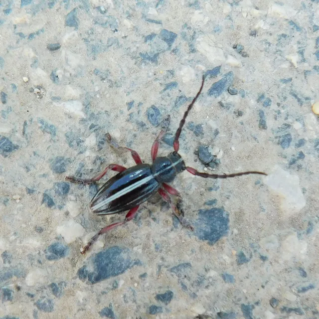 Dorcadion pedestre - kétsávos gyalogcincér