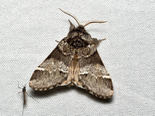 Drymonia dodonea - bélyeges púposszövő
