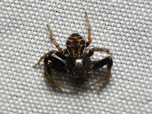 Xysticus