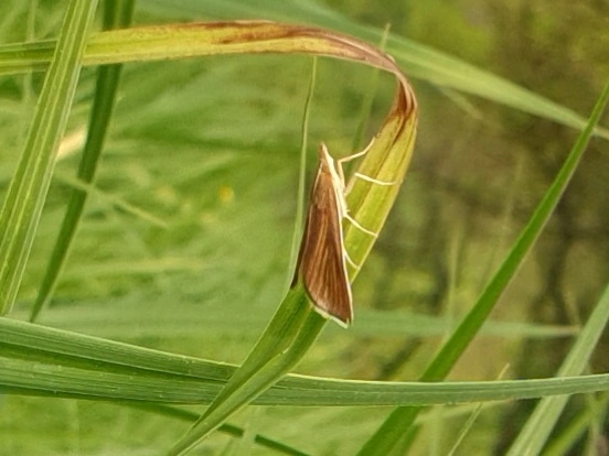 Nascia cilialis - sásrágó tűzmoly