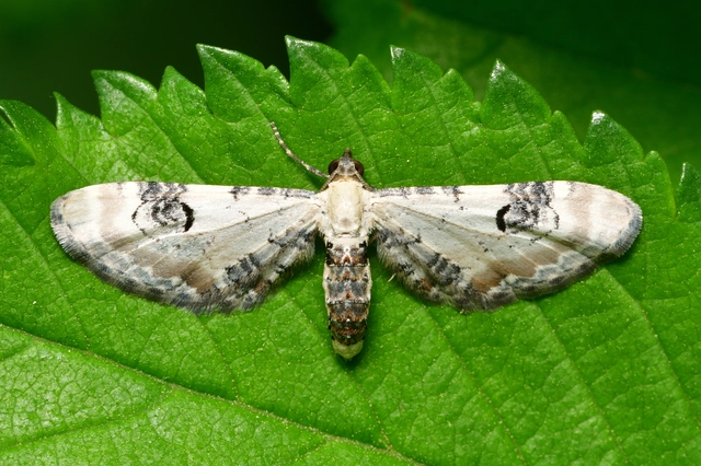Eupithecia centaureata - búzavirág-törpearaszoló
