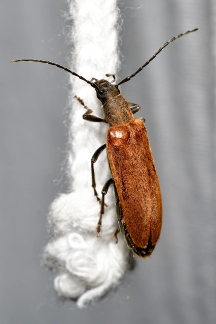 Sparedrus testaceus - szőrös álcincér