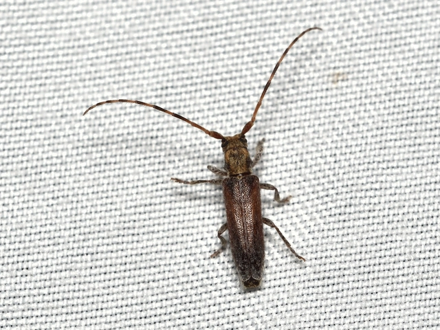 Deroplia genei - keskeny tölgycincér