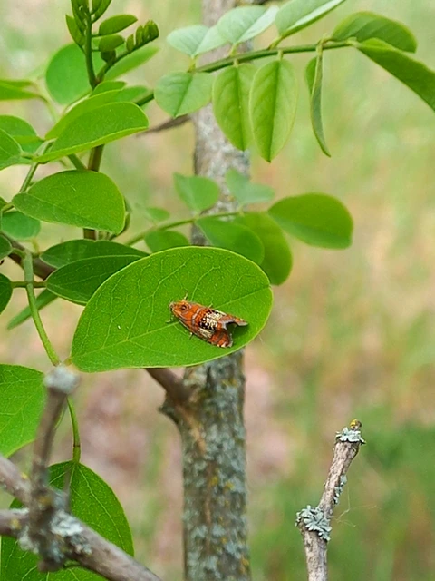 Olethreutes arcuella - avarevő tükrösmoly
