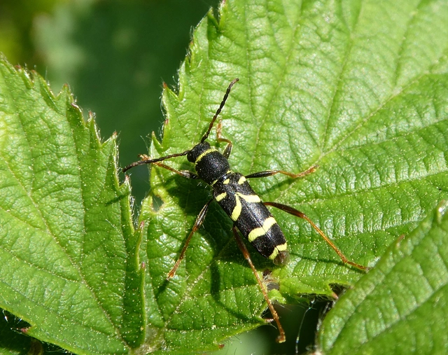 Clytus arietis - közönséges darázscincér