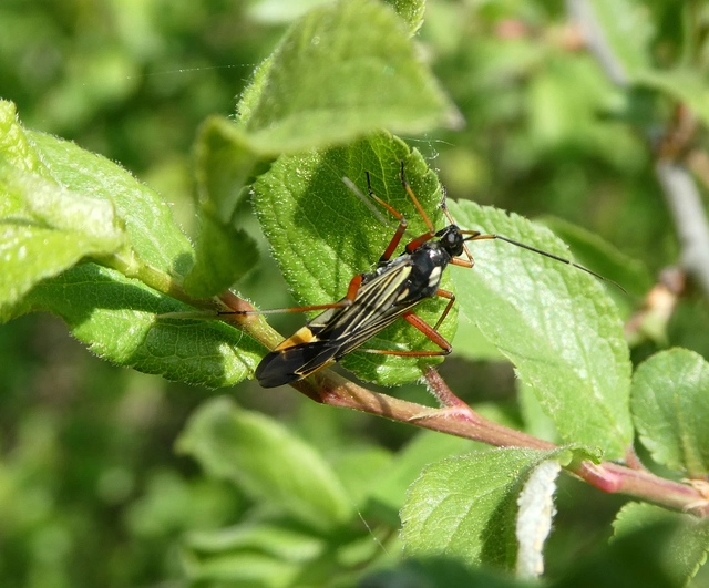 Miris striatus - sávos mezeipoloska