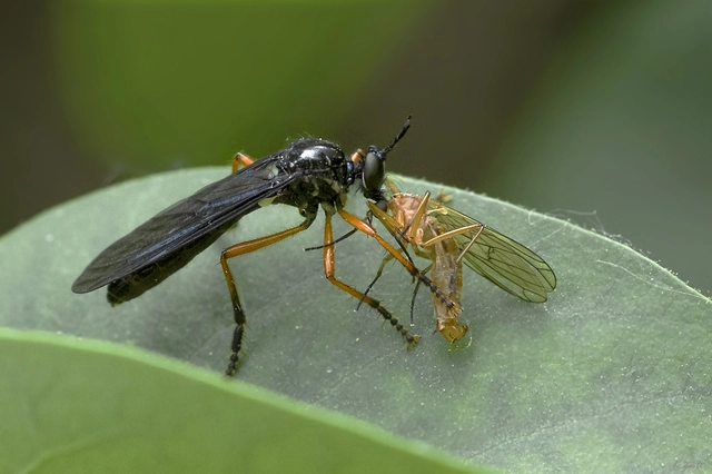 Dioctria oelandica - piroslábú héjalégy