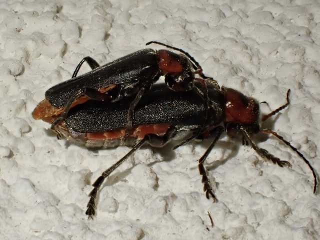 Cantharis rustica - suszterbogár