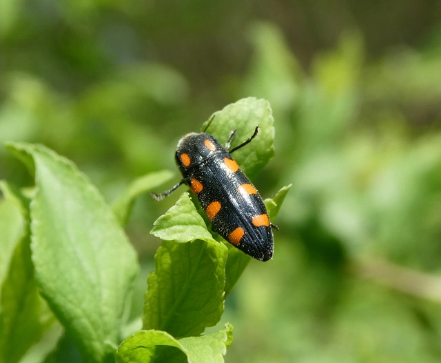 Ptosima undecimmaculata - sárgafoltos díszbogár