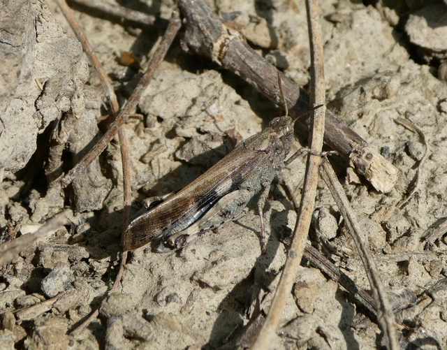 Aiolopus strepens - déli áttelelősáska