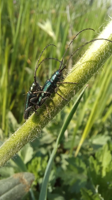 Agapanthia violacea - kék somkórócincér