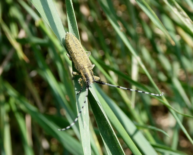 Agapanthia villosoviridescens - fehérgyűrűs bogáncscincér