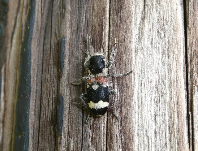 Clerus mutillarius - feketenyakú szúfarkas