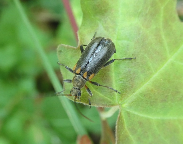 Cortodera humeralis - négyfoltos cserjecincér
