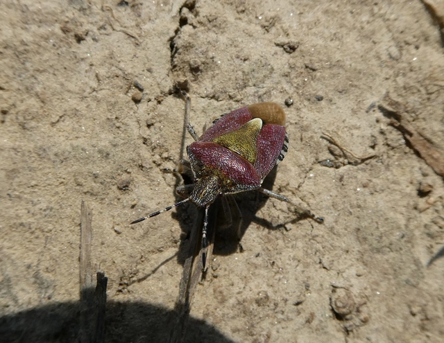 Dolycoris baccarum - közönséges bogyómászó-poloska