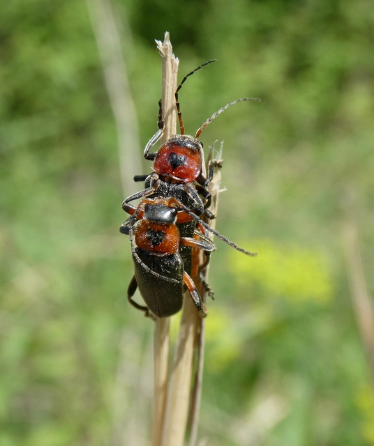 Cantharis rustica - suszterbogár