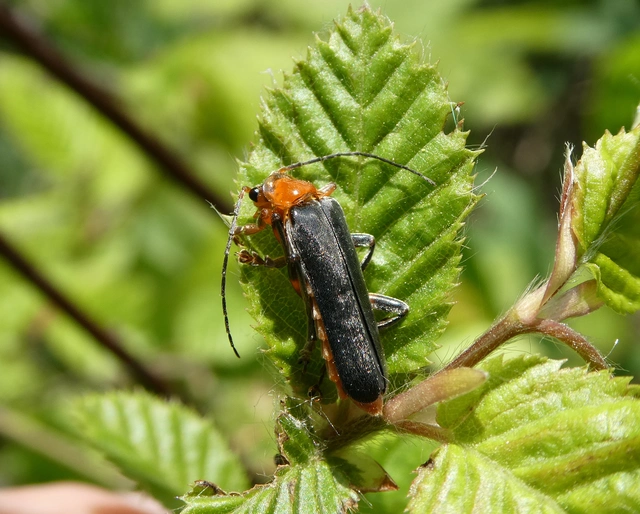 Cantharis livida - mezei lágybogár