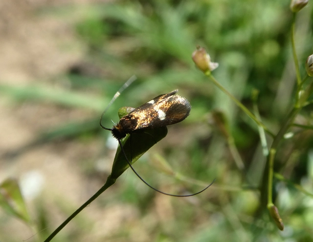 Adelidae - hosszúcsápú-tőrösmolyfélék
