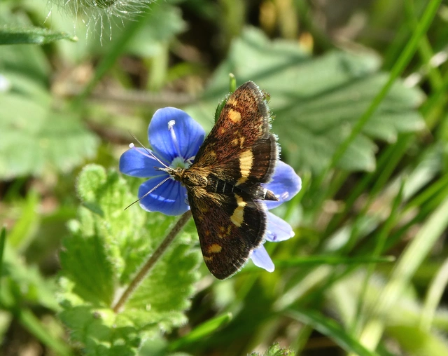 Pyrausta aurata - aranyló bíbormoly