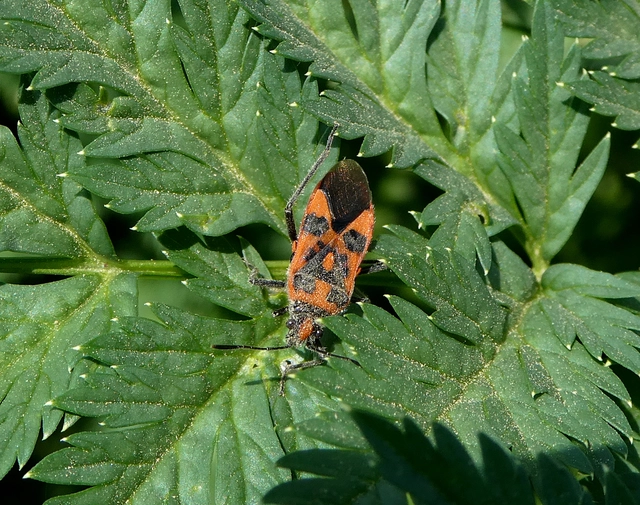 Corizus hyoscyami - piros karimáspoloska