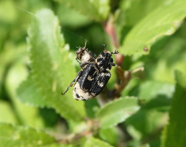 Valgus hemipterus - suta virágbogár