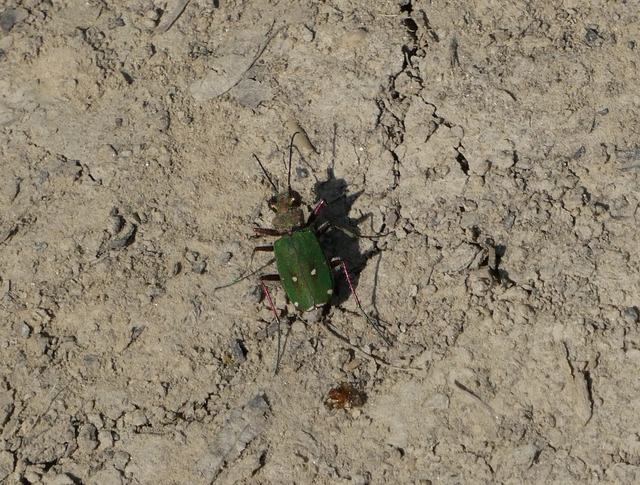 Cicindela campestris - mezei homokfutrinka