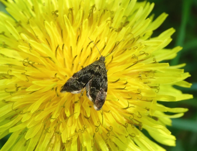 Anthophila fabriciana - lápréti levélmoly