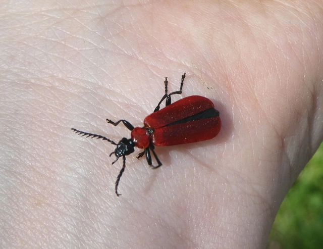 Pyrochroa coccinea - nagy bíborbogár