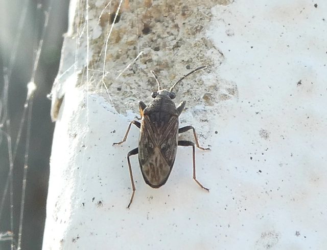 Peritrechus gracilicornis - vékonycsápú feketésbodobács