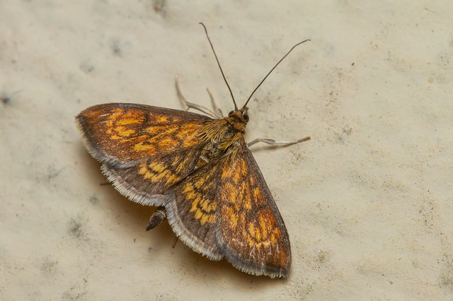 Ecpyrrhorrhoe rubiginalis - rozsdavörös tűzmoly