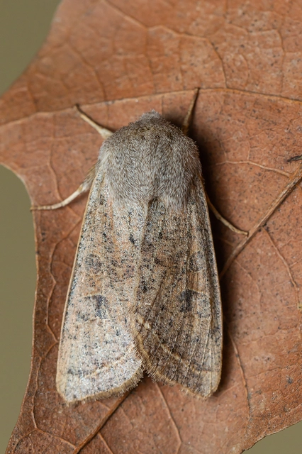 Orthosia gracilis - karcsú barkabagoly