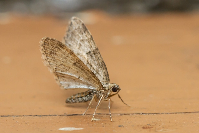 Eupithecia dodoneata - tölgy-törpearaszoló
