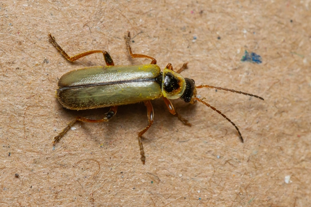 Metacantharis clypeata - tavaszi lágybogár