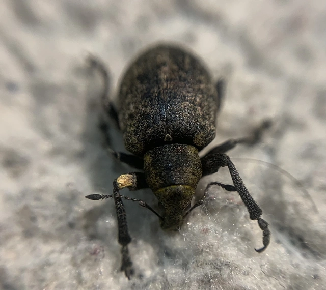 Liophloeus tessulatus - kockás barabolyormányos