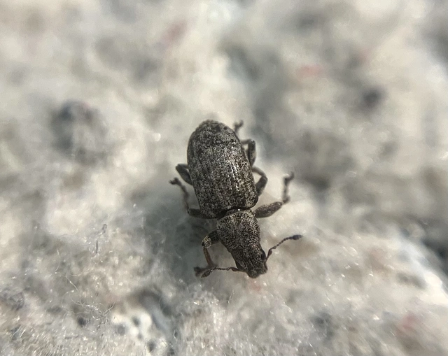 Sitona cylindricollis - hengerestorú csipkézőbogár