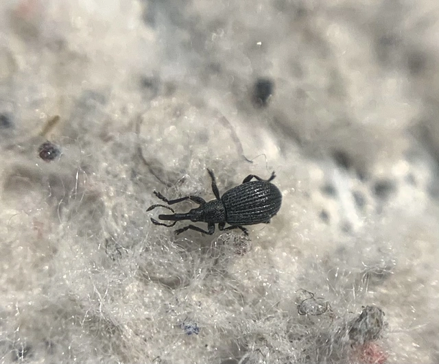 Ischnopterapion loti - szarvaskerep-cickányormányos