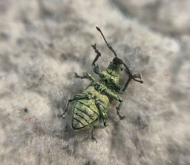 Phyllobius thalassinus - tömpeorrú levélormányos