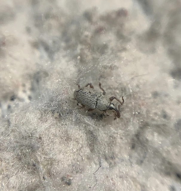 Tychius squamulatus - somkóró-tímárormányos