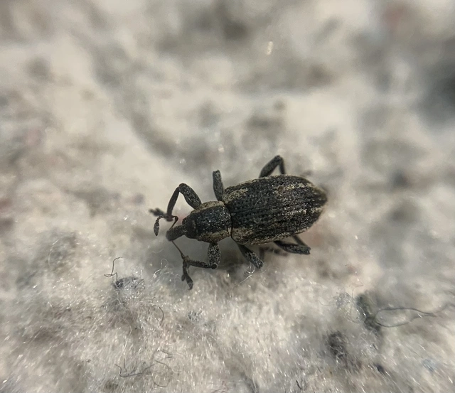 Hypera conmaculata - mocsári pikkelyesormányos