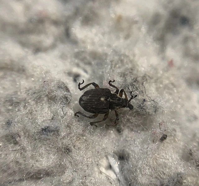 Phytobius leucogaster - süllőhínár-ormányos