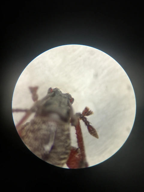 Otiorhynchus fullo - aranypikkelyes gyalogormányos