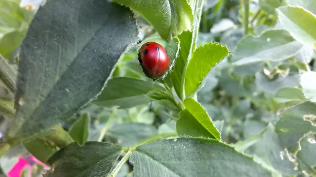 Gonioctena fornicata - közönséges lucernabogár