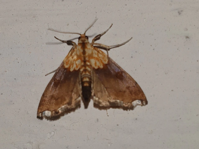 Agrotera nemoralis - ligeti tűzmoly