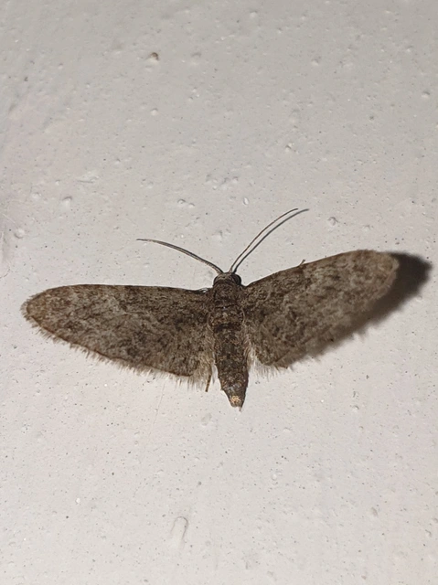 Eupithecia dodoneata - tölgy-törpearaszoló