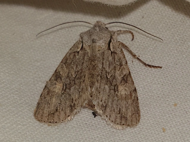 Lithophane ornitopus - közönséges fabagoly