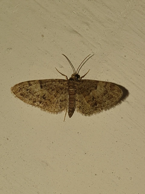 Eupithecia dodoneata - tölgy-törpearaszoló