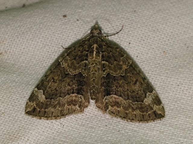 Chloroclysta siterata - salátazöld araszoló