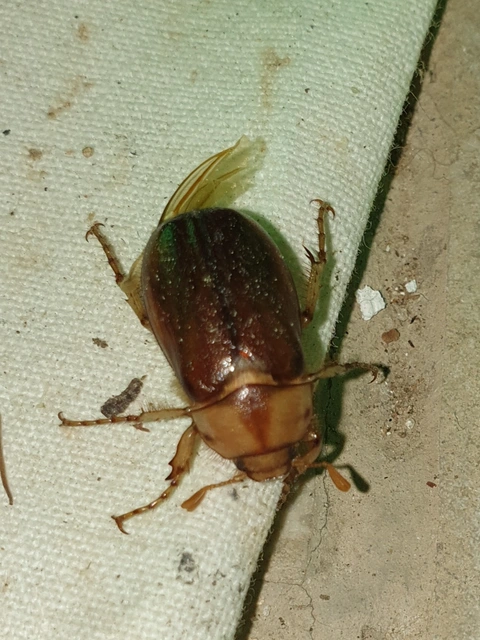 Rhizotrogus aestivus - tavaszvégi cserebogár