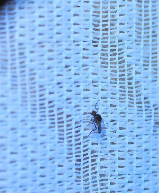 Diptera - Kétszárnyúak