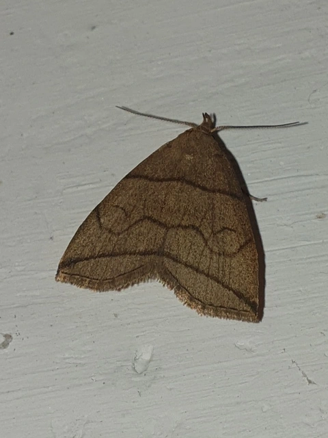Herminia grisealis - ligeti karcsúbagoly